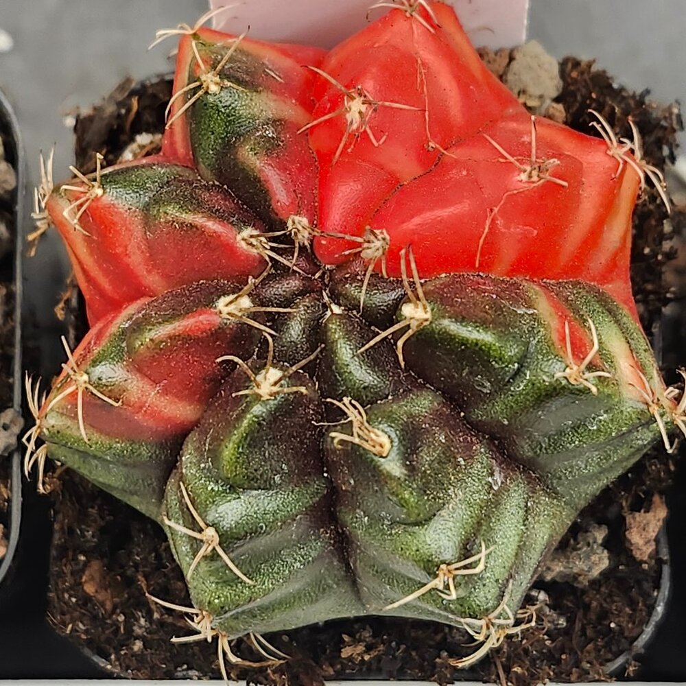 Gymnocalycium Mihanovichii Variegated Cactus Cacti Plant Red and Green #7733